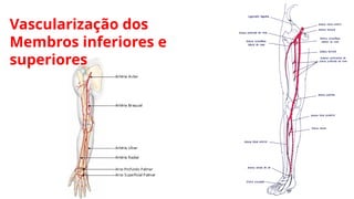Vascularização dos
Membros inferiores e
superiores
 