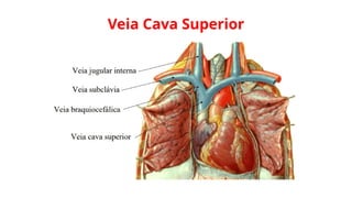 Veia Cava Superior
 