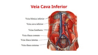 Veia Cava Inferior
 