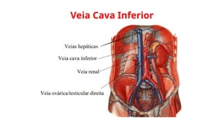 Veia Cava Inferior
 