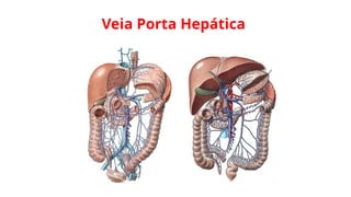 Veia Porta Hepática
 