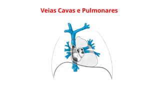 Veias Cavas e Pulmonares
 