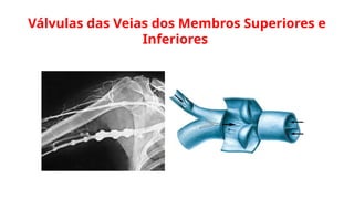 Válvulas das Veias dos Membros Superiores e
Inferiores
 