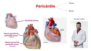 Pericárdio
externa
epicárdio
Fibroso
Seroso
Exemplo do jaleco
 