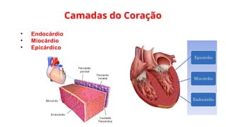 Camadas do Coração
• Endocárdio
• Miocárdio
• Epicárdico
 