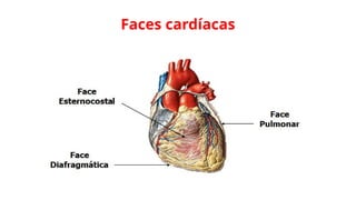 Faces cardíacas
 