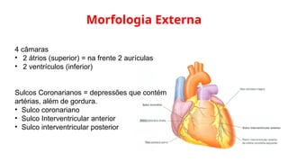 Morfologia Externa
4 câmaras
• 2 átrios (superior) = na frente 2 aurículas
• 2 ventrículos (inferior)
Sulcos Coronarianos = depressões que contém
artérias, além de gordura.
• Sulco coronariano
• Sulco Interventricular anterior
• Sulco interventricular posterior
 