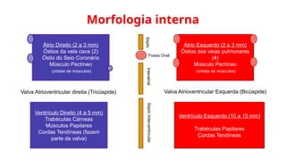 Morfologia interna
Átrio Direito (2 a 3 mm)
Óstios da veia cava (2)
Óstio do Seio Coronário
Músculo Pectíneo
(cristas de músculos)
Átrio Esquerdo (2 a 3 mm)
Óstios das veias pulmonares
(4)
Músculo Pectíneo
(cristas de músculos)
Septo
Interatrial
Fossa Oval
Ventrículo Direito (4 a 5 mm)
Trabéculas Cárneas
Músculos Papilares
Cordas Tendíneas (fazem
parte da valva)
Ventrículo Esquerdo (10 a 15 mm)
Trabéculas Papilares
Cordas Tendíneas
Septo
Interventricular
Valva Atrioventricular direita (Tricúspide) Valva Atrioventricular Esquerda (Bicúspide)
 