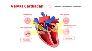 Valvas Cardíacas
Valva semilunar
pulmonar
Valva semilunar
aórtica
Valva atrioventricular
direita
Valva atrioventricular
esquerda
Tricuspide
Bicuspide
Permite o fluxo de sangue unidirecional.
 