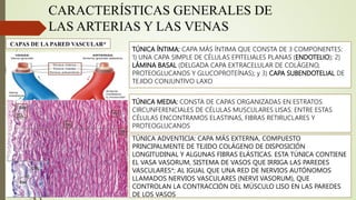 sistema cardiovascular histologia ross . | PPTX