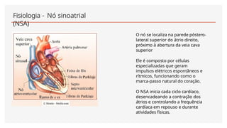 Fisiologia - Nó sinoatrial
(NSA)
O nó se localiza na parede póstero-
lateral superior do átrio direito,
próximo à abertura da veia cava
superior
Ele é composto por células
especializadas que geram
impulsos elétricos espontâneos e
rítmicos, funcionando como o
marca-passo natural do coração.
O NSA inicia cada ciclo cardíaco,
desencadeando a contração dos
átrios e controlando a frequência
cardíaca em repouso e durante
atividades físicas.
 