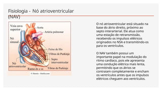 Fisiologia - Nó atrioventricular
(NAV)
O nó atrioventricular está situado na
base do átrio direito, próximo ao
septo interarterial. Ele atua como
uma estação de retransmissão,
recebendo os impulsos elétricos
originados no NSA e transmitindo-os
para os ventrículos.
O NAV também possui um
importante papel na modulação do
ritmo cardíaco, pois ele apresenta
uma condução elétrica mais lenta,
permitindo que os átrios se
contraiam completamente e encham
os ventrículos antes que os impulsos
elétricos cheguem aos ventrículos.
 