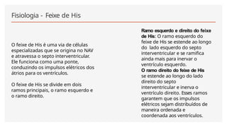 Fisiologia - Feixe de His
O feixe de His é uma via de células
especializadas que se origina no NAV
e atravessa o septo interventricular.
Ele funciona como uma ponte,
conduzindo os impulsos elétricos dos
átrios para os ventrículos.
O feixe de His se divide em dois
ramos principais, o ramo esquerdo e
o ramo direito.
Ramo esquerdo e direito do feixe
de His: O ramo esquerdo do
feixe de His se estende ao longo
do lado esquerdo do septo
interventricular e se ramifica
ainda mais para inervar o
ventrículo esquerdo.
O ramo direito do feixe de His
se estende ao longo do lado
direito do septo
interventricular e inerva o
ventrículo direito. Esses ramos
garantem que os impulsos
elétricos sejam distribuídos de
maneira ordenada e
coordenada aos ventrículos.
 