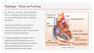 Fisiologia - Fibras de Purkinje
As fibras de Purkinje são terminações
finas e ramificadas das fibras do feixe de
His que se estendem por todo o miocárdio
ventricular.
Elas são responsáveis por distribuir os
impulsos elétricos rapidamente aos
ventrículos, fazendo com que se contraiam de
maneira sincronizada e eficiente.
A rápida propagação do impulso elétrico
pelas fibras de Purkinje permite que os
ventrículos esquerdo e direito se contraiam
quase simultaneamente, otimizando a
função de bombeamento do coração.
 