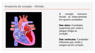 Anatomia do coração – Divisão
O coração humano
divide- se internamente
em quatro cavidades:
Dois átrios: Cavidades
superiores por onde o
sangue chega ao
coração
Dois ventrículos: Cavidades
inferiores por onde o
sangue sai do coração.
 