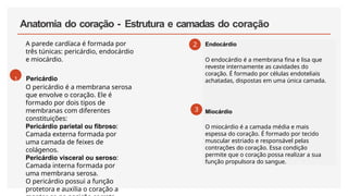 Anatomia do coração - Estrutura e camadas do coração
Endocárdio
O endocárdio é a membrana fina e lisa que
reveste internamente as cavidades do
coração. É formado por células endoteliais
achatadas, dispostas em uma única camada.
Miocárdio
O miocárdio é a camada média e mais
espessa do coração. É formado por tecido
muscular estriado e responsável pelas
contrações do coração. Essa condição
permite que o coração possa realizar a sua
função propulsora do sangue.
A parede cardíaca é formada por
três túnicas: pericárdio, endocárdio
e miocárdio.
1 Pericárdio
O pericárdio é a membrana serosa
que envolve o coração. Ele é
formado por dois tipos de
membranas com diferentes
constituições:
Pericárdio parietal ou fibroso:
Camada externa formada por
uma camada de feixes de
colágenos.
Pericárdio visceral ou seroso:
Camada interna formada por
uma membrana serosa.
O pericárdio possui a função
protetora e auxilia o coração a
2
3
 