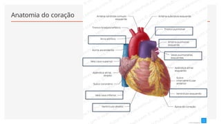 Anatomia do coração
 