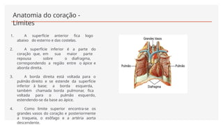 Anatomia do coração -
Limites
1. A superfície anterior fica logo
abaixo do esterno e das costelas.
2. A superfície inferior é a parte do
coração que, em sua maior parte
repousa sobre o diafragma,
correspondendo a região entre o ápice e
aborda direita.
3. A borda direita está voltada para o
pulmão direito e se estende da superfície
inferior à base; a borda esquerda,
também chamada borda pulmonar, fica
voltada para o pulmão esquerdo,
estendendo-se da base ao ápice.
4. Como limite superior encontra-se os
grandes vasos do coração e posteriormente
a traqueia, o esôfago e a artéria aorta
descendente.
 