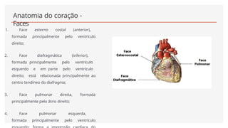 Anatomia do coração -
Faces
1. Face esterno costal (anterior),
formada principalmente pelo ventrículo
direito;
2. Face diafragmática (inferior),
formada principalmente pelo ventrículo
esquerdo e em parte pelo ventrículo
direito; está relacionada principalmente ao
centro tendíneo do diafragma;
3. Face pulmonar direita, formada
principalmente pelo átrio direito;
4. Face pulmonar esquerda,
formada principalmente pelo ventrículo
 