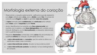 Morfologia externa do coração
◦ Observando o coração externamente, verificamos que ele apresenta
uma base voltada para cima, para a direita e para trás. É na base do
coração que chegam ou saem os grandes vasos do coração.
◦ O ápice formado pelas confluências dos ventrículos está voltado
para baixo, para a esquerda e para frente.
◦ Ainda, identificamos no coração uma face esternocostal, em
contato com o esterno, uma face diafragmática, em contato com o
músculo diafragma, e uma face pulmonar ou esquerda, relacionada
com o pulmão esquerdo.
◦ Pequenas depressões conhecidas como sulcos são encontradas na
superfície externa do coração. Os principais sulcos são:
a) o sulco atrioventricular ou coronário, que fica entre os átrios e os
ventrículos e aloja o seio coronário;
b) o sulco interventricular anterior, situado na face esternocostal;
c) o sulco interventricular posterior, localizado na face diafragmática
do coração.
 