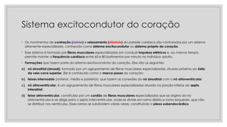 Sistema excitocondutor do coração
◦ Os movimentos de contração (sístole) e relaxamento (diástole) da parede cardíaca são controlados por um sistema
altamente especializado, conhecido como sistema excitocondutor ou sistema próprio do coração.
◦ Esse sistema é formado por fibras musculares especializadas em conduzir impulsos elétricos e, ao mesmo tempo,
permite manter a frequência cardíaca entre 60 e 80 batimentos por minuto no indivíduo adulto.
◦ Formações que fazem parte do sistema excitocondutor do coração. Elas são as seguintes:
a) nó sinoatrial (sinusal), formado por um agrupamento de fibras musculares especializadas, situado próximo ao óstio
da veia cava superior. Ele é conhecido como o marca-passo do coração;
b) feixes internodais (anterior, médio e posterior), que fazem as conexões do nó sinoatrial com o nó atrioventricular;
c) nó atrioventricular, é um agrupamento de fibras musculares especializadas situado na porção inferior do septo
interatrial;
d) feixe atrioventricular, constituído por um cordão de fibras musculares especializadas que se origina do nó
atrioventricular e se dirige para o septo interventricular, onde se divide em ramo direito e ramo esquerdo, que vão
se distribuir nos ventrículos. Esses ramos se subdividem várias vezes, constituindo o plexo subendocárdico
 