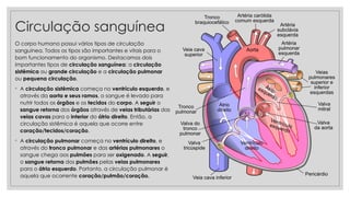 Circulação sanguínea
O corpo humano possui vários tipos de circulação
sanguínea. Todos os tipos são importantes e vitais para o
bom funcionamento do organismo. Destacamos dois
importantes tipos de circulação sanguínea: a circulação
sistêmica ou grande circulação e a circulação pulmonar
ou pequena circulação.
◦ A circulação sistêmica começa no ventrículo esquerdo, e
através da aorta e seus ramos, o sangue é levado para
nutrir todos os órgãos e os tecidos do corpo. A seguir o
sangue retorna dos órgãos através de veias tributárias das
veias cavas para o interior do átrio direito. Então, a
circulação sistêmica é aquela que ocorre entre
coração/tecidos/coração.
◦ A circulação pulmonar começa no ventrículo direito, e
através do tronco pulmonar e das artérias pulmonares o
sangue chega aos pulmões para ser oxigenado. A seguir,
o sangue retorna dos pulmões pelas veias pulmonares
para o átrio esquerdo. Portanto, a circulação pulmonar é
aquela que ocorrente coração/pulmão/coração.
 