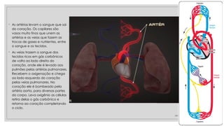 ◦ As artérias levam o sangue que sai
do coração. Os capilares são
vasos muito finos que unem as
artérias e as veias que fazem as
trocas de gases e nutrientes, entre
o sangue e os tecidos.
◦ As veias trazem o sangue dos
tecidos ricos em gás carbônicos
de volta ao lado direito do
coração, onde ele é levado aos
pulmões pelas artérias pulmonares.
Recebem o oxigenação e chega
ao lado esquerdo do coração
pelas veias pulmonares. No
coração ele é bombeado pela
artéria aorta, para diversas partes
do corpo. Leva oxigênio as células
retira delas o gás carbônico e
retorna ao coração completando
o ciclo.
28/09/2025
 