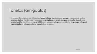 Tonsilas (amígdalas)
◦ As tonsilas são estruturas constituídas de tecido linfoide, distribuídas na faringe e na cavidade oral. As
tonsilas palatinas (também conhecidas como amígdalas), a tonsila faríngea, as tonsilas linguais e as
tonsilas tubárias constituem um anel linfático em torno da faringe com o objetivo de proteger e impedir
a penetração de microorganismos patogênicos ao corpo.
28/09/2025
 
