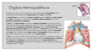 Órgãos Hemopoiéticos
O sangue do nosso corpo é formado nos chamados órgãos hemopoiéticos. Esses
órgãos são representados pela medula óssea, pelo baço e pelo timo.
A medula óssea é a sustância de tecido conjuntivo que fica dentro do canal medular
dos ossos e que possui a capacidade de produzir células sanguíneas, tais como
hemácias, granulócitos e plaquetas.
O baço é um órgão linfoide associado ao Sistema Circulatório que está situado do
lado esquerdo da cavidade abdominal, junto à 9ª, 10ª e 11ª costelas. Ele é um órgão
responsável pela produção de linfócitos, anticorpos, além de servir de local de
destruição das hemácias velhas (hemocaterese). As hemácias possuem um tempo de
vida que varia de 80 a 120 dias. Essas hemácias quando estão velhas são destruídas
pelo baço com o objetivo de se retirar o ferro da hemoglobina. Esse processo de
destruição das hemácias é conhecido como hemocaterese.
O timo, é um órgão também de tecido linfático, localizado no mediastino superior, na
transição entre o pescoço e o tórax. Ele é responsável pela diferenciação do linfócito
“T”, precursor dos anticorpos, e está relacionado com o desenvolvimento dos
mecanismos imunológicos nos jovens. O timo regride, mas não chega a desaparecer
completamente no adulto.
baço
Timo
 