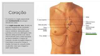 Coração
◦ O coração é o órgão responsável
pelo bombeamento do sangue
através do corpo.
◦ É um órgão muscular, oco, situado na
porção mediastinal da cavidade
torácica, entre o osso esterno e a
coluna vertebral, abraçado pelos
pulmões e acima do diafragma. Está
disposto obliquamente e seu ápice
mais inclinado para o lado esquerdo
do plano mediano. O ápice do
coração, situado na região inferior, é
mais lateral, enquanto a base é
medial. Na base do coração estão
os grandes vasos que chegam e
saem deste órgão.
 