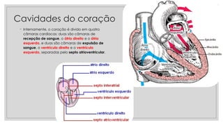 Cavidades do coração
◦ Internamente, o coração é divido em quatro
câmaras cardíacas: duas são câmaras de
recepção de sangue, o átrio direito e o átrio
esquerdo, e duas são câmaras de expulsão de
sangue, o ventrículo direito e o ventrículo
esquerdo, separadas pelo septo atrioventricular.
 