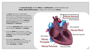 A comunicação entre átrios e ventrículos ocorre devido aos
óstios atrioventriculares, cada um com suas valvas.
• As valvas impedem a passagem
aleatória de sangue entre as câmaras
do coração, controlando por meio dos
músculos papilares o fluxo unidirecional
do átrio para o ventrículo, evitando o
retorno sanguíneo quando ocorre a
contração do ventrículo.
• As valvas subdividem-se e passam a ser
denominadas válvulas ou cúspides.
• Do lado direito do coração, a valva
entre o átrio e ventrículo apresenta três
cúspides, sendo chamada de valva
tricúspide.
• Na porção esquerda, a valva
atrioventricular esquerda se divide em
duas válvulas e é denominada de
valva bicúspide ou mitral.
 