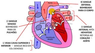 Aula de Anatomia do Sistema Cardiovascular.pptx