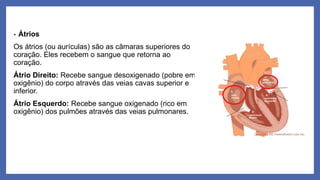 Sistema Cardiovascular, digestório e renal | PDF