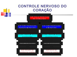 CONTROLE NERVOSO DO
      CORAÇÃO
                      CO NTRO LE NERVO SO
                          DO CO RAÇÃO


  S IS T E M A N E R V O S O            S IS T E M A N E R V O S O
   P A R A S S IM P Á T IC O                  S IM P Á T IC O


N E U R O T R A N S M IS S O R :      N E U R O T R A N S M IS S O R :
        a c e tilc o lin a                   n o r a d re n a lin a


   F ib r a s c o lin é r g ic a s      F ib r a s a d re n é rg ic a s


        d im in u iç ã o d a                   a u m e n to d a
  f r e q ü ê n c ia c a r d ía c a     fr e q ü ê n c ia c a r d ía c a
 