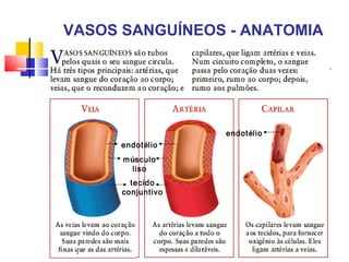 VASOS SANGUÍNEOS - ANATOMIA




                   endotélio
      endotélio
      músculo
        liso
        tecido
      conjuntivo
 
