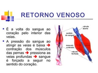 RETORNO VENOSO

   É a volta do sangue ao
    coração pelo interior das
    veias.
   A pressão do sangue ao
    atingir as veias é baixa 
    contração dos músculos
    das pernas  pressiona as
    veias profundas  sangue
    é forçado a seguir no
    sentido do coração.
 