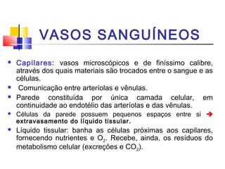 VASOS SANGUÍNEOS
   Capilares: vasos microscópicos e de finíssimo calibre,
    através dos quais materiais são trocados entre o sangue e as
    células.
    Comunicação entre arteríolas e vênulas.
   Parede constituída por única camada celular, em
    continuidade ao endotélio das arteríolas e das vênulas.
   Células da parede possuem pequenos espaços entre si 
    extravasamento do líquido tissular.
   Líquido tissular: banha as células próximas aos capilares,
    fornecendo nutrientes e O2. Recebe, ainda, os resíduos do
    metabolismo celular (excreções e CO2).
 