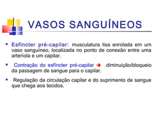 VASOS SANGUÍNEOS
   Esfíncter pré-capilar: musculatura lisa enrolada em um
    vaso sanguíneo, localizada no ponto de conexão entre uma
    arteríola e um capilar.
    Contração do esfíncter pré-capilar  diminuição/bloqueio
    da passagem de sangue para o capilar.
    Regulação da circulação capilar e do suprimento de sangue
    que chega aos tecidos.
 