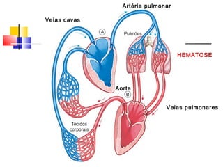 Artéria pulmonar

Veias cavas




                                   HEMATOSE




              Aorta


                              Veias pulmonares
 