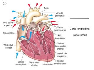 Corte longitudinal

  Lado Direito
 