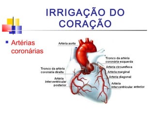 IRRIGAÇÃO DO
                   CORAÇÃO
   Artérias
    coronárias
 