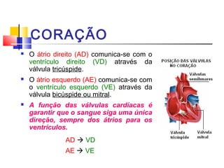 CORAÇÃO
   O átrio direito (AD) comunica-se com o
    ventrículo direito (VD) através da
    válvula tricúspide.
   O átrio esquerdo (AE) comunica-se com
    o ventrículo esquerdo (VE) através da
    válvula bicúspide ou mitral.
   A função das válvulas cardíacas é
    garantir que o sangue siga uma única
    direção, sempre dos átrios para os
    ventrículos.
               AD  VD
               AE  VE
 