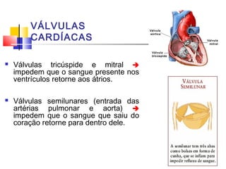 VÁLVULAS
        CARDÍACAS

   Válvulas tricúspide e mitral 
    impedem que o sangue presente nos
    ventrículos retorne aos átrios.

   Válvulas semilunares (entrada das
    artérias pulmonar e aorta) 
    impedem que o sangue que saiu do
    coração retorne para dentro dele.
 