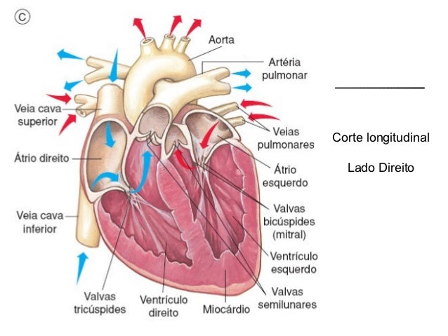 sistema cardio