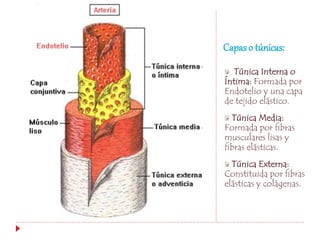 Sistema cardiovascular - Anatomía | PPTX