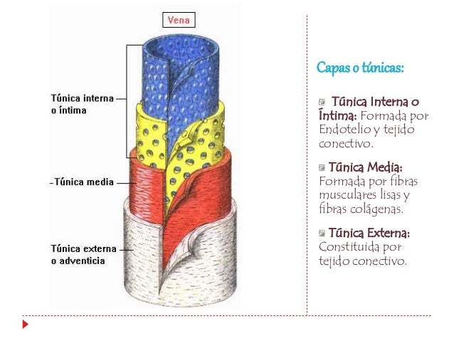 Sistema cardiovascular Anatomía
