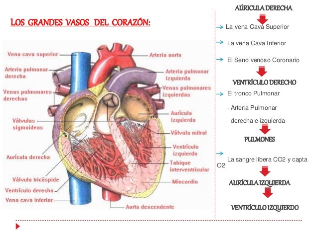 Sistema cardiovascular Anatomía