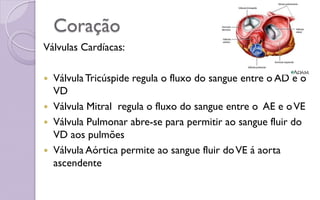 Coração
Válvulas Cardíacas:
 VálvulaTricúspide regula o fluxo do sangue entre o AD e o
VD
 Válvula Mitral regula o fluxo do sangue entre o AE e oVE
 Válvula Pulmonar abre-se para permitir ao sangue fluir do
VD aos pulmões
 Válvula Aórtica permite ao sangue fluir doVE á aorta
ascendente
 