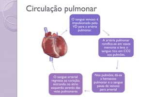 Circulação pulmonar
O sangue venoso é
impulsionado pelo
VD para a artéria
pulmonar.
A artéria pulmonar
ramifica-se em vasos
menores e leva o
sangue rico em CO2
aos pulmões.
Nos pulmões, dá-se
a hematose
pulmonar e o sangue
passa de venoso
para arterial
O sangue arterial
regressa ao coração,
entrando no átrio
esquerdo através das
veias pulmonares
 